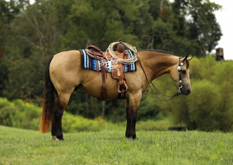 HorseID: 2304017 Pine Storm - PhotoID: 1086891