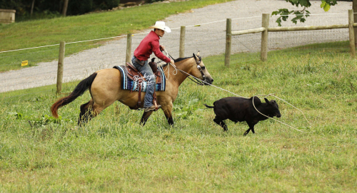 HorseID: 2304017 Pine Storm - PhotoID: 1086892