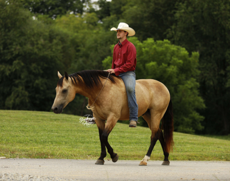 HorseID: 2304017 Pine Storm - PhotoID: 1086893