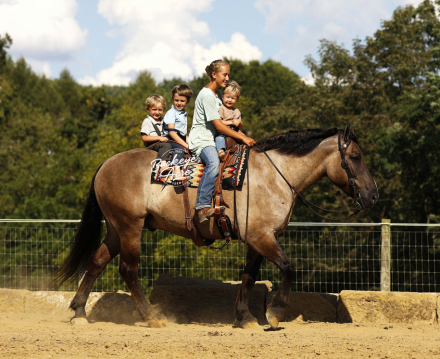 HorseID: 2304018 Buckeyes Kodiak - PhotoID: 1086887