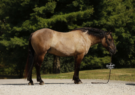 HorseID: 2304018 Buckeyes Kodiak - PhotoID: 1086889