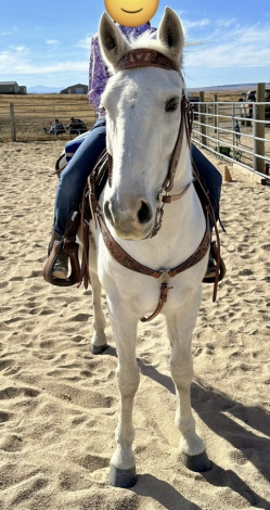 HorseID: 2304019 Yankee - PhotoID: 1086873