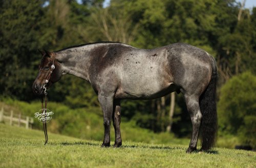 HorseID: 2304021 Doc Watch Me Slide - PhotoID: 1086879