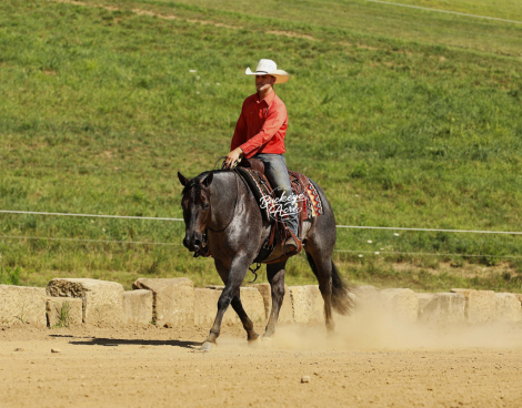 HorseID: 2304021 Doc Watch Me Slide - PhotoID: 1086880