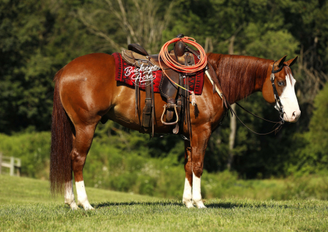 HorseID: 2304022 Snow Gunner - PhotoID: 1086895
