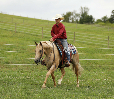 HorseID: 2304023 Mtcup Yellow Badger - PhotoID: 1086875