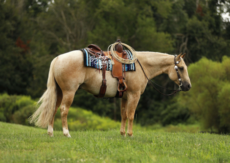 HorseID: 2304023 Mtcup Yellow Badger - PhotoID: 1086876