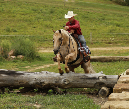 HorseID: 2304023 Mtcup Yellow Badger - PhotoID: 1086877