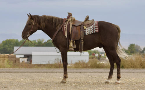 HorseID: 2304027 Finn - PhotoID: 1086900