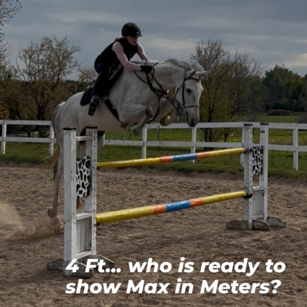 HorseID: 2304030 Maxnella - PhotoID: 1086908