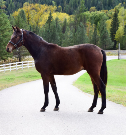 HorseID: 2304031 Corson's Whiskey on the Rocks - PhotoID: 1086910