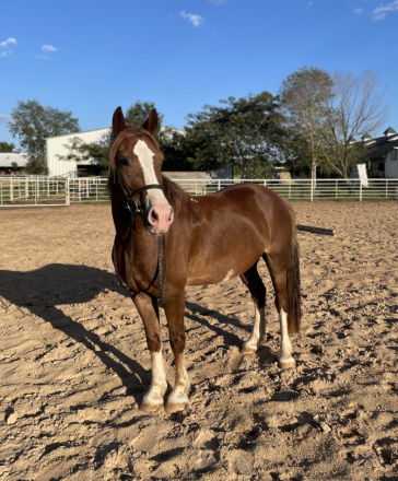 HorseID: 2304032 Rooster - PhotoID: 1087984