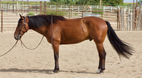 HorseID: 2304033 Wilber - PhotoID: 1086909