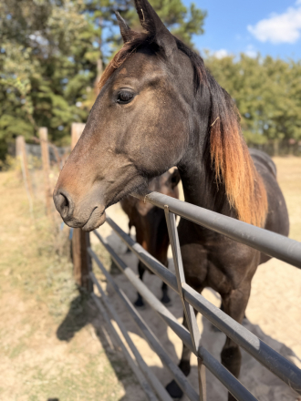 HorseID: 2304034 Missie’s Jewel H.L.E - PhotoID: 1086932