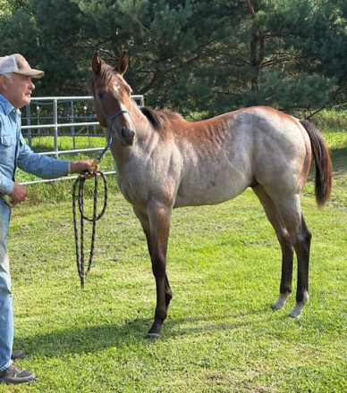 HorseID: 2304036 Coolest Initials - PhotoID: 1086911