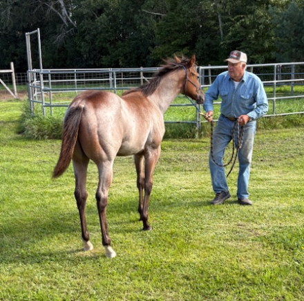 HorseID: 2304036 Coolest Initials - PhotoID: 1086912