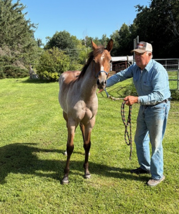 HorseID: 2304036 Coolest Initials - PhotoID: 1086913