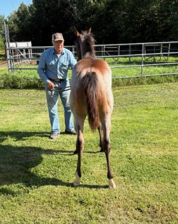 HorseID: 2304036 Coolest Initials - PhotoID: 1086914