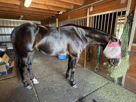 HorseID: 2304037 Hot Streakin Scotch - PhotoID: 1086930