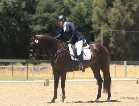 HorseID: 2304049 LEVI - PhotoID: 1086938