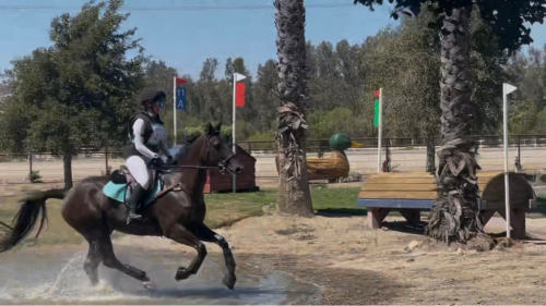 HorseID: 2304049 LEVI - PhotoID: 1086939