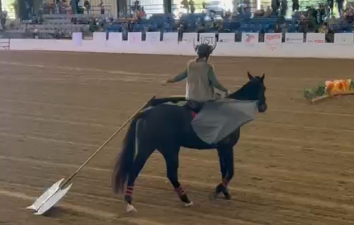 HorseID: 2304049 LEVI - PhotoID: 1086940