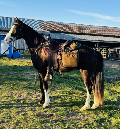 HorseID: 2304050 OOPS, SHOW ME THE MONEY - PhotoID: 1086941