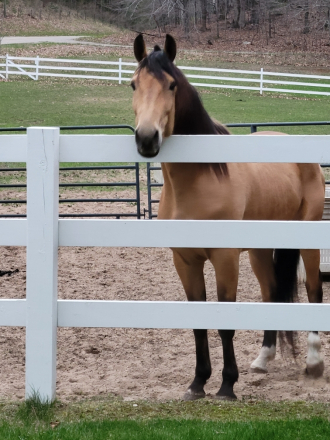 HorseID: 2304056 ROWDY MOON SHOOTER - PhotoID: 1086960