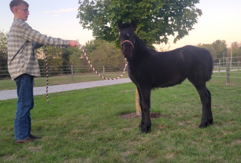 HorseID: 2304058 Rosiland - PhotoID: 1087576