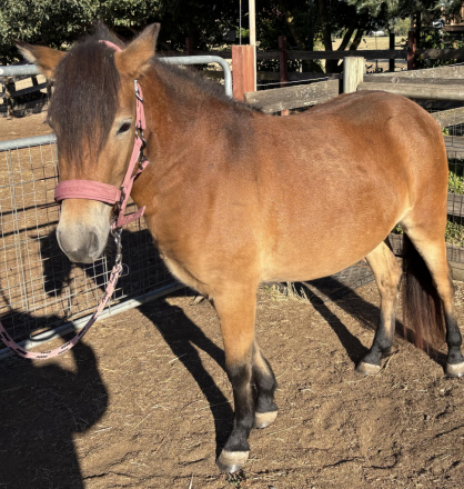 HorseID: 2304059 Kokovoko Hella - PhotoID: 1086961