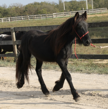 HorseID: 2304060 Kimberlake Diamond Eclipse - PhotoID: 1087355