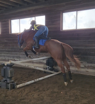 HorseID: 2304062 Hereby - PhotoID: 1086962