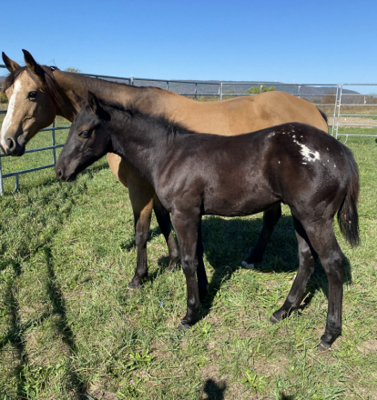 HorseID: 2304067 Cashin In French Chex - PhotoID: 1086964