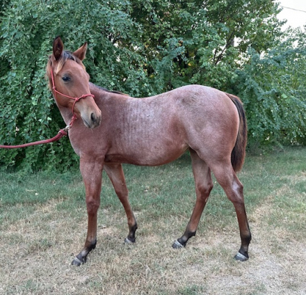 HorseID: 2304068 Metallic Influence - PhotoID: 1087199