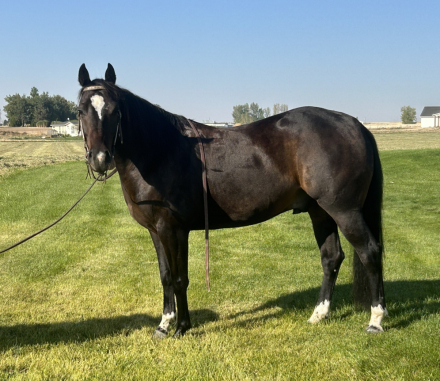 HorseID: 2304072 Onetime Scoot - PhotoID: 1087040