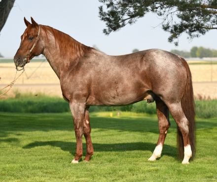 HorseID: 2304074 Mr Metallic Freckles - PhotoID: 1087039