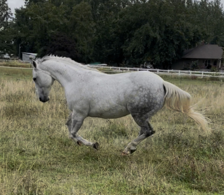 HorseID: 2304075 Lady on D Run - PhotoID: 1087714