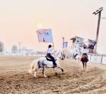 HorseID: 2304075 Lady on D Run - PhotoID: 1087716