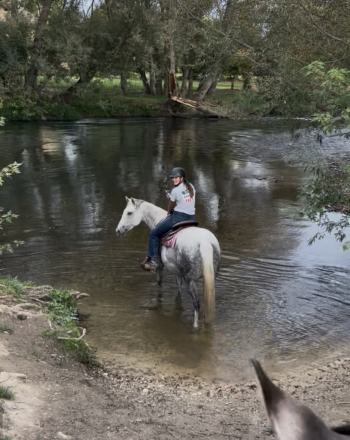 HorseID: 2304075 Lady on D Run - PhotoID: 1087717