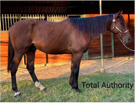 HorseID: 2304076 Total Authority - PhotoID: 1086970