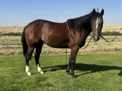 HorseID: 2304083 Scoots Shining Spark - PhotoID: 1087041
