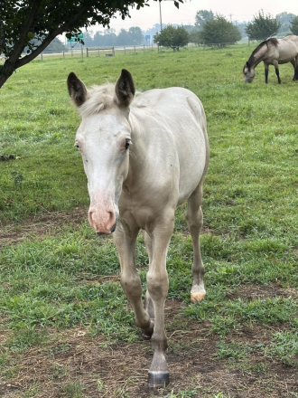 HorseID: 2304085 Coda - PhotoID: 1086972