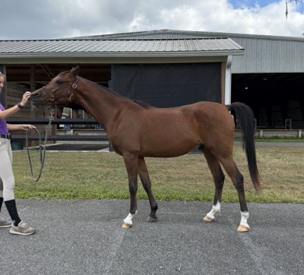 HorseID: 2304090 De La Court - PhotoID: 1088068