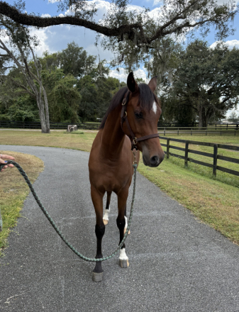 HorseID: 2304090 De La Court - PhotoID: 1088069