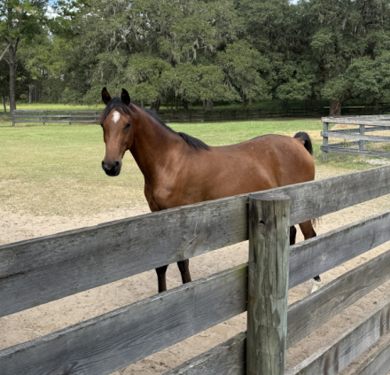 HorseID: 2304090 De La Court - PhotoID: 1088070