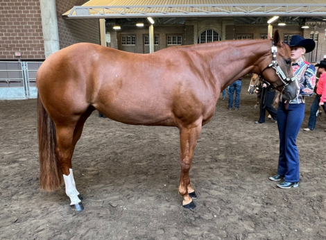 HorseID: 2304091 Scotches Vital Rose - PhotoID: 1086980