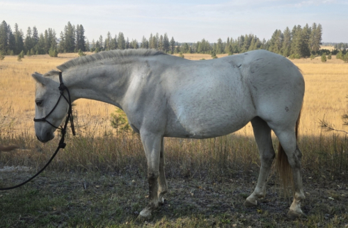 HorseID: 2304094 SHARKBAIT - PhotoID: 1087295