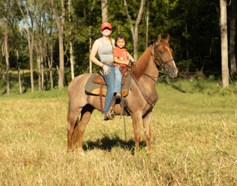 HorseID: 2304100 Crimson Captain - PhotoID: 1086987