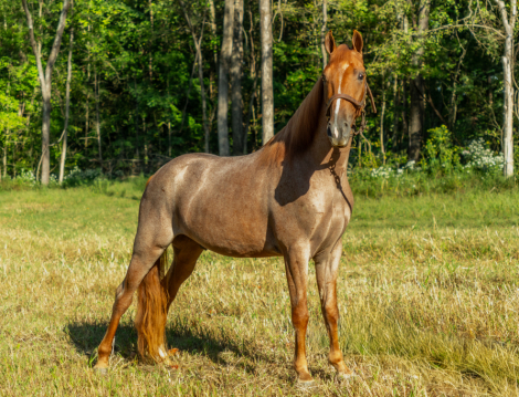 HorseID: 2304100 Crimson Captain - PhotoID: 1086988