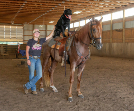 HorseID: 2304100 Crimson Captain - PhotoID: 1086989